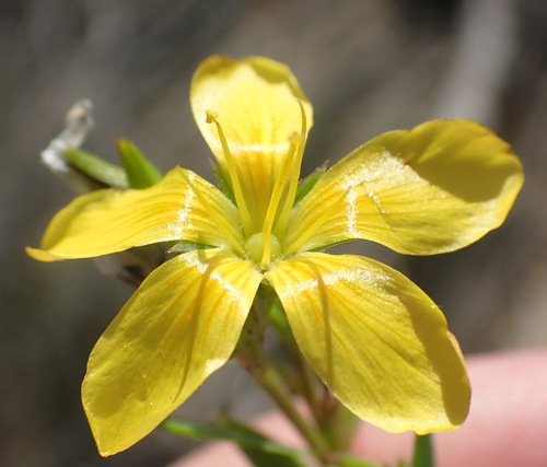 Image of Linum aethiopicum by (c) Nicola van Berkel, some rights reserved (CC BY-SA)
