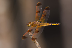 Libellula semifasciata