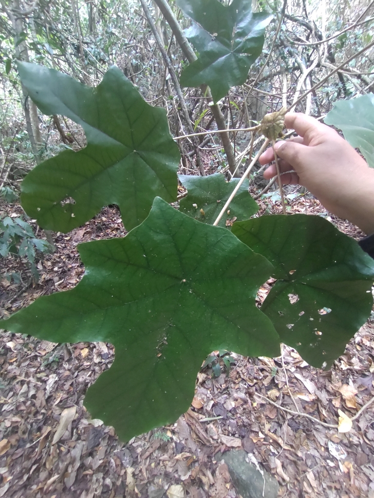 Lòng mán lá đa dạng – Pterospermum diversifolium