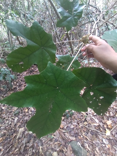 Pterospermum diversifolium, photograph 4