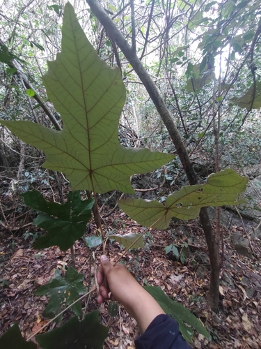 Pterospermum diversifolium, photograph 5