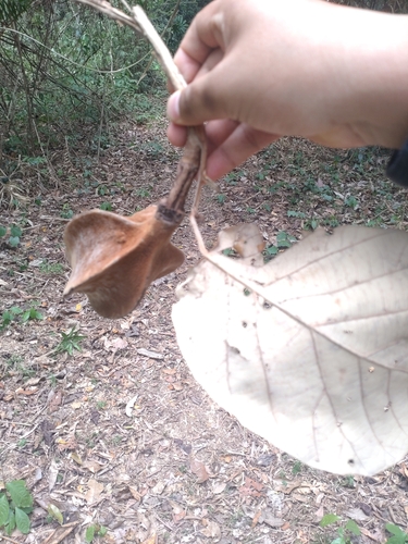 Pterospermum diversifolium, photograph 6