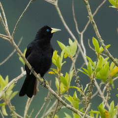 Red-Rumped Cacique photo 3