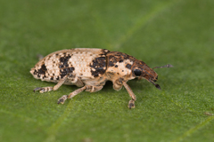 Bothynoderes affinis