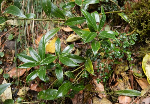 Sarcococca saligna, 2023-03-14