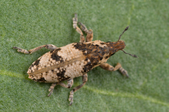 Bothynoderes affinis