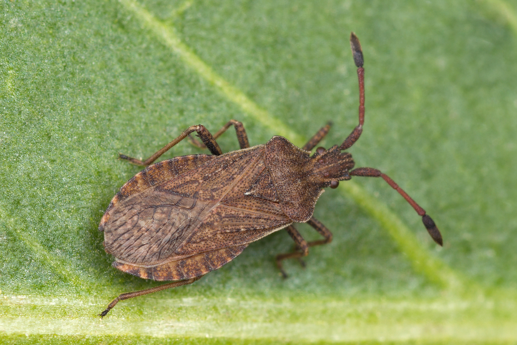 Ulmicola spinipes