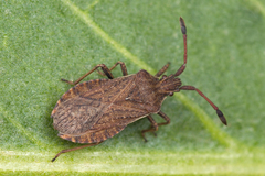 Ulmicola spinipes