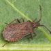 Ulmicola spinipes - Photo 由 Nikolai Vladimirov 所上傳的 (c) Nikolai Vladimirov，保留部份權利CC BY-NC