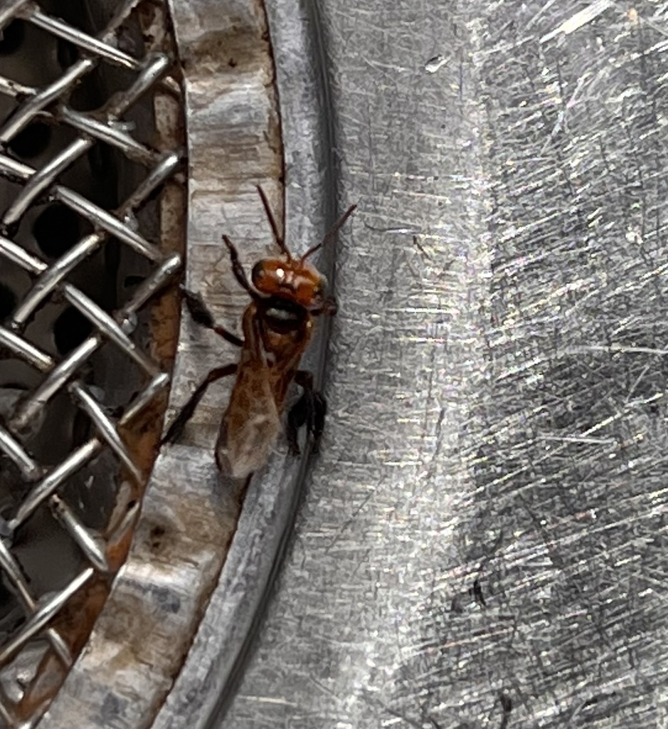 Tataira Fire Bee