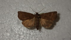 Ipimorpha retusa