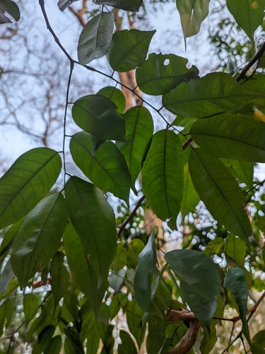 Kingiodendron observed 2023-03-19