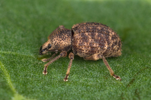 Otiorhynchus carinatopunctatus (Retzius, 1783)