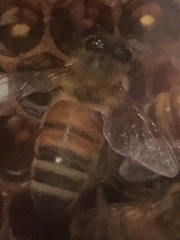 Varroa