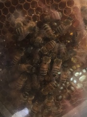 Varroa