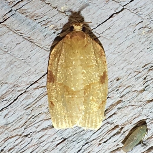 Obsolete-banded Leafroller Moth