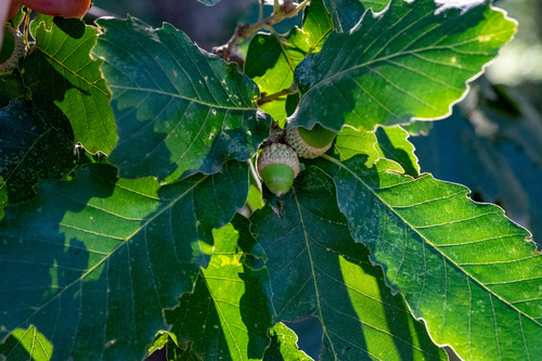 Quercus canariensis image