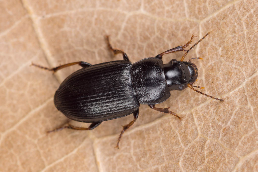 Harpalus signaticornis