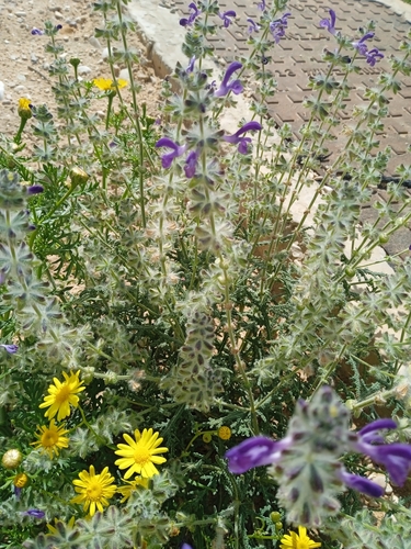 Image of Salvia lanigera by (c) yelena_antipova, some rights reserved (CC BY)