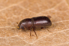 Dryocoetes autographus