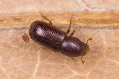 Dryocoetes autographus