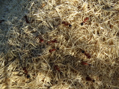 Pogonomyrmex bicolor
