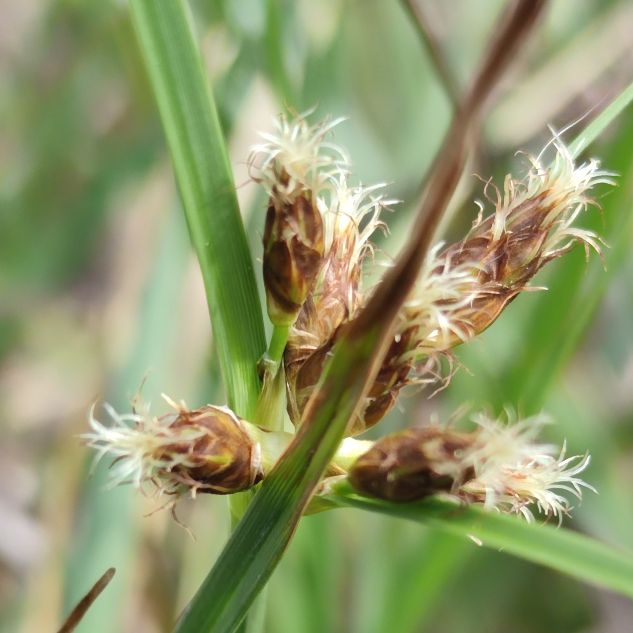 Bolboschoenus maritimus (L.) Palla