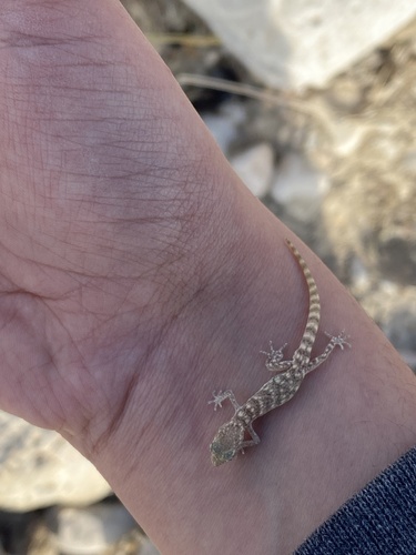 Hormozgan Dwarf Gecko, Tropiocolotes hormozganensis