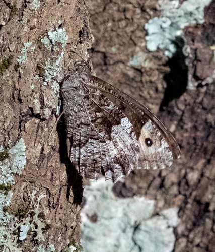 Moroccan Rock Grayling