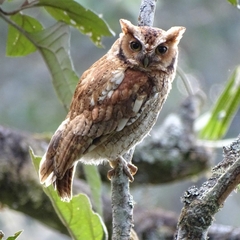 West Peruvian Screech Owl photo 2
