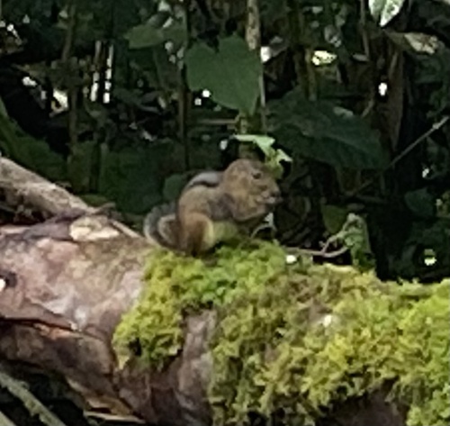 Three-striped Ground Squirrel
