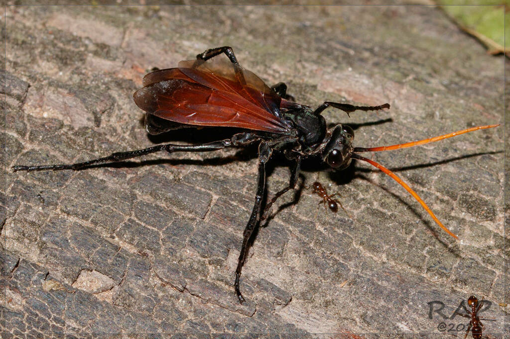 Entypus ferruginipennis