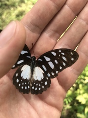 Graphium leonidas leonidas