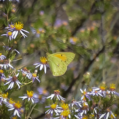 Colias electo electo