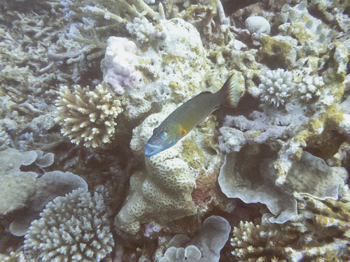 Linedcheek Wrasse — seen at this dive site