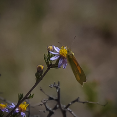 Colias electo electo