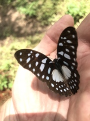 Graphium leonidas leonidas