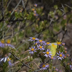 Colias electo electo