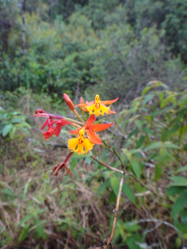Epidendrum radicans