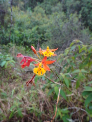 Epidendrum radicans