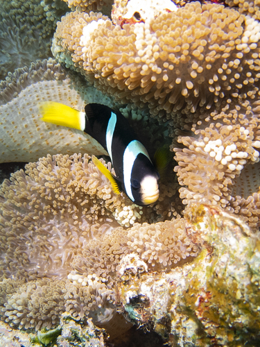 Clark's Anemonefish — seen at this dive site
