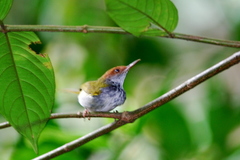 Orthotomus atrogularis