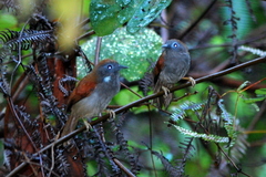 Cyanoderma erythropterum