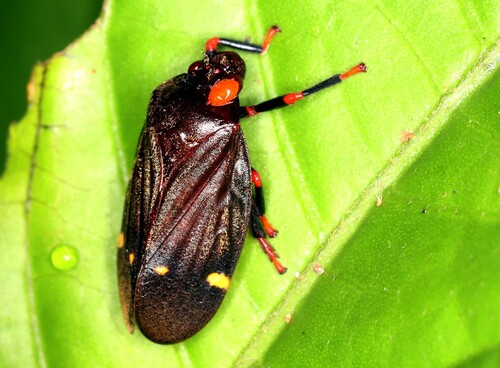 Maxantonia quadriguttata