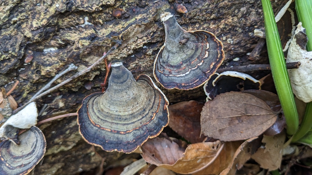 Microporus affinis · March 2023 · photo: © atsushi_nakajima_cirque (iNaturalist, cc-by)