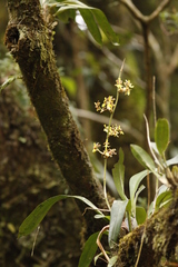 Oncidium bracteatum image