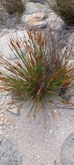 Painted bog-rush (Schoenus pictus)