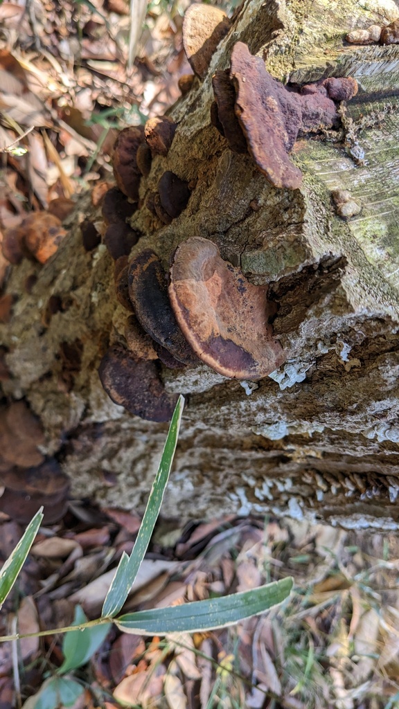 Fuscoporia gilva · March 2023 · photo: © atsushi_nakajima_cirque (iNaturalist, cc-by)