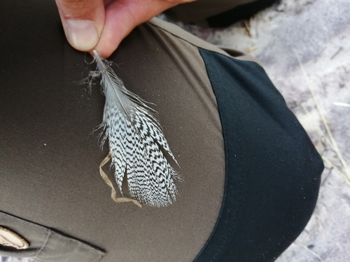 Plume de Harle huppé