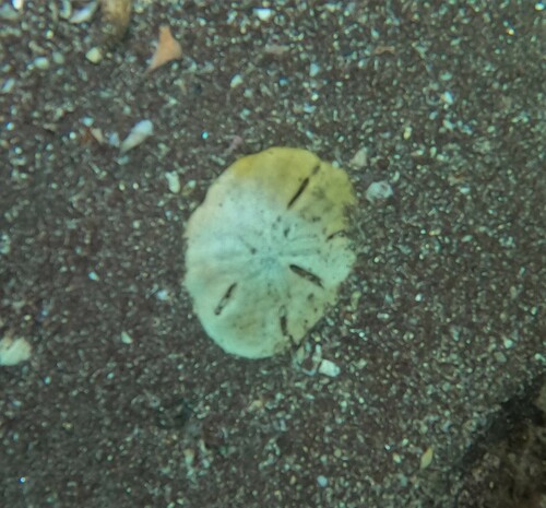 Mellita notabilis